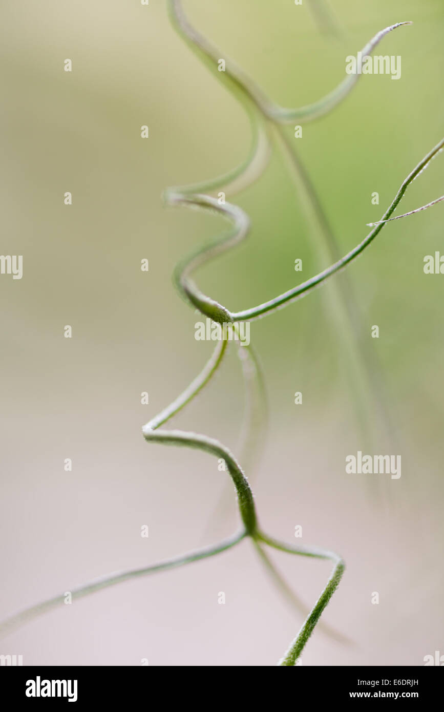 Verdrehen von grünem Stiel auf weißem Hintergrund grün Stockfoto