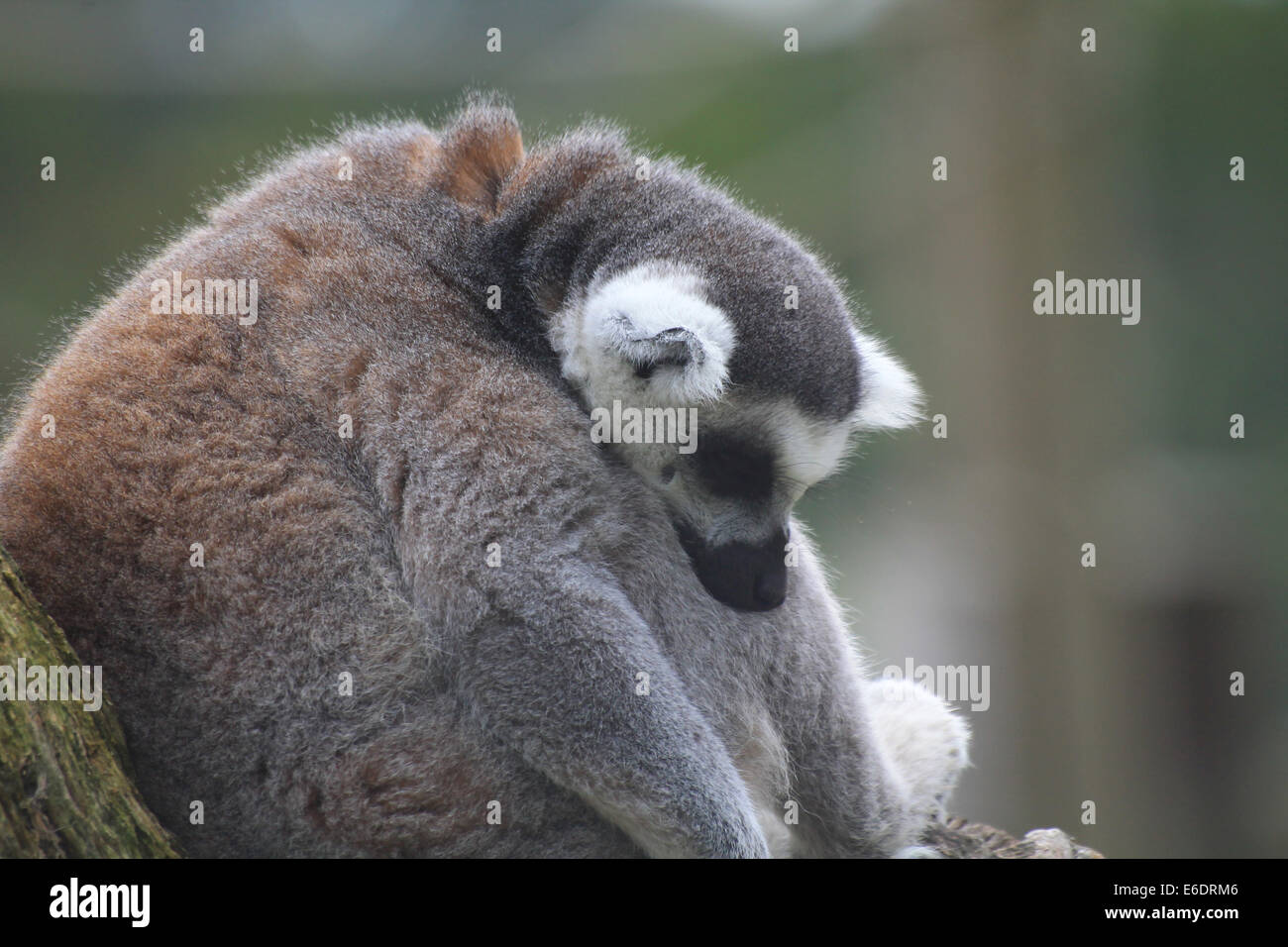 Ein Katta sitzt und hat ein Nickerchen. Stockfoto