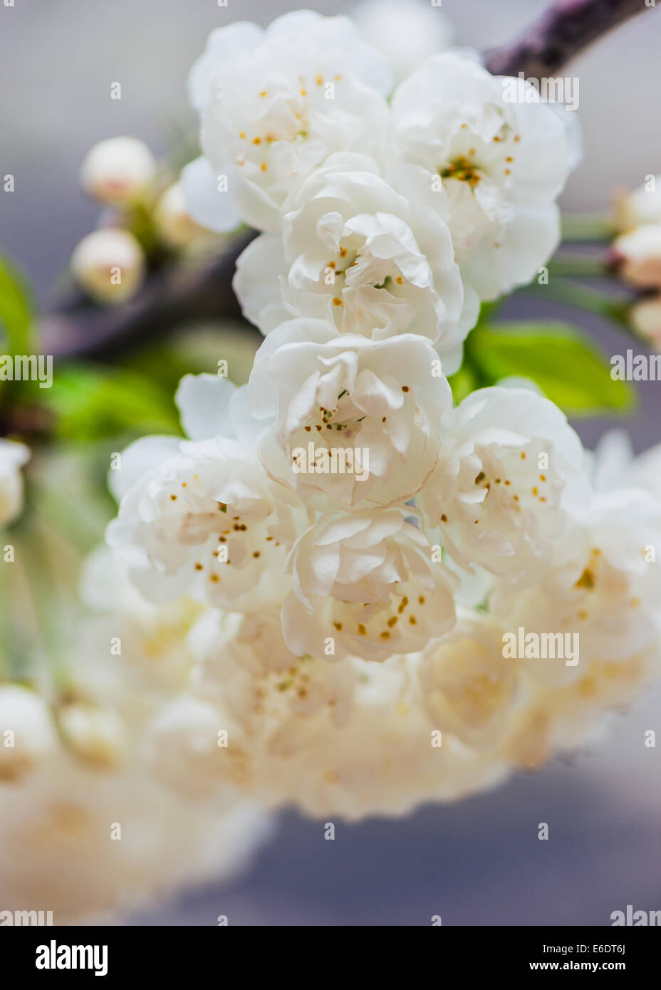 Prunus Avium Plena weiße Feder Cherry Blossom mit natürlichen Hintergrund Stockfoto