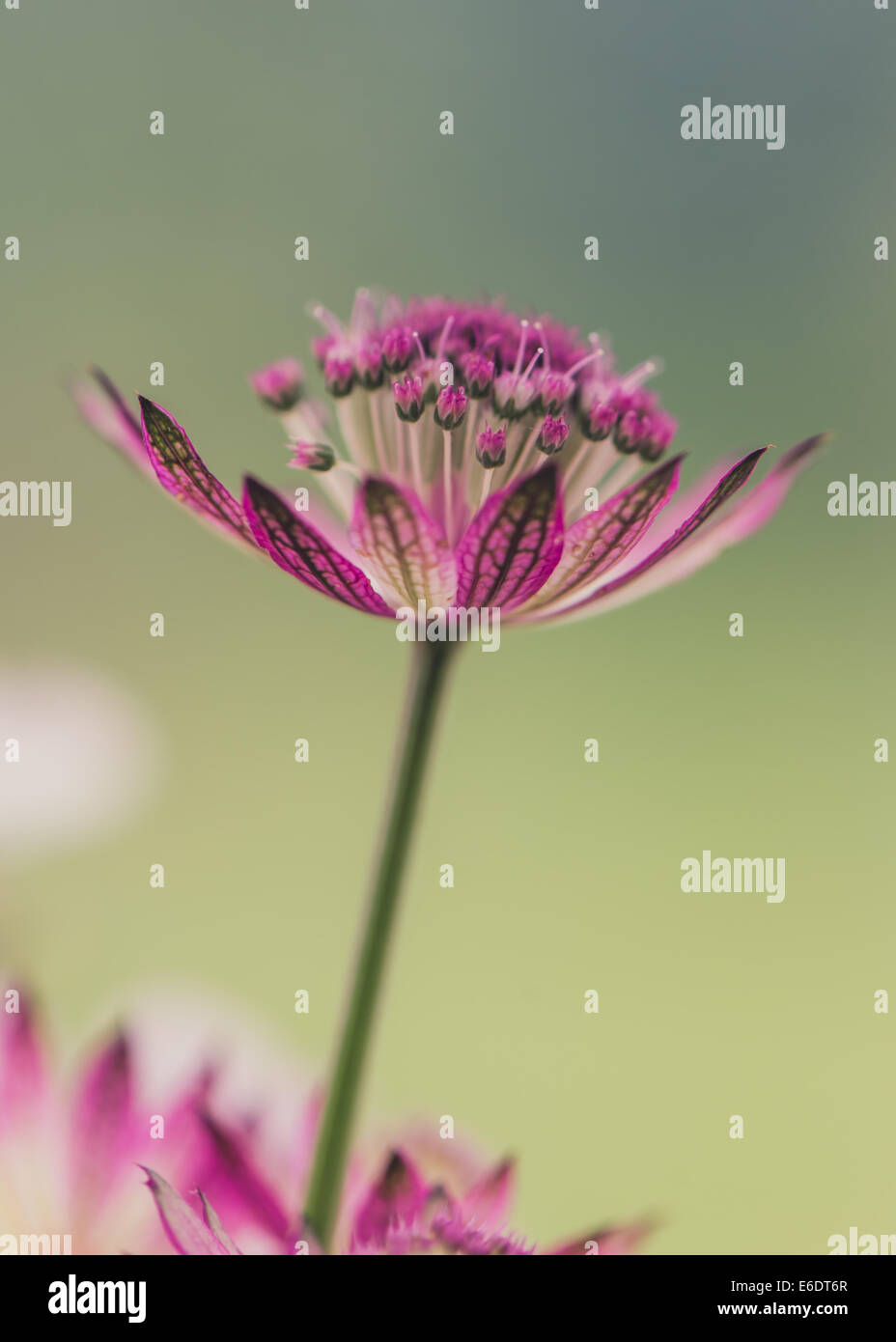 Astrantia große Rubra Stockfoto