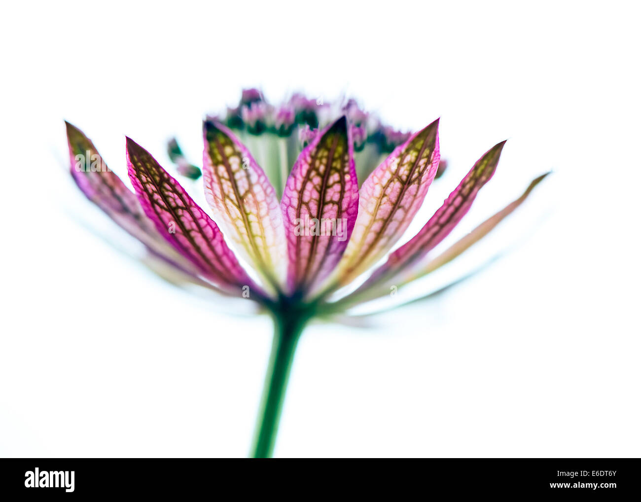 Astrantia große Rubra Stockfoto