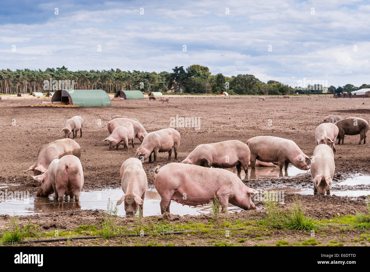 Einige Schweine suhlen im Schlamm in einem Feld in der Bucht Hithe, Suffolk, England, Großbritannien, Uk Stockfoto