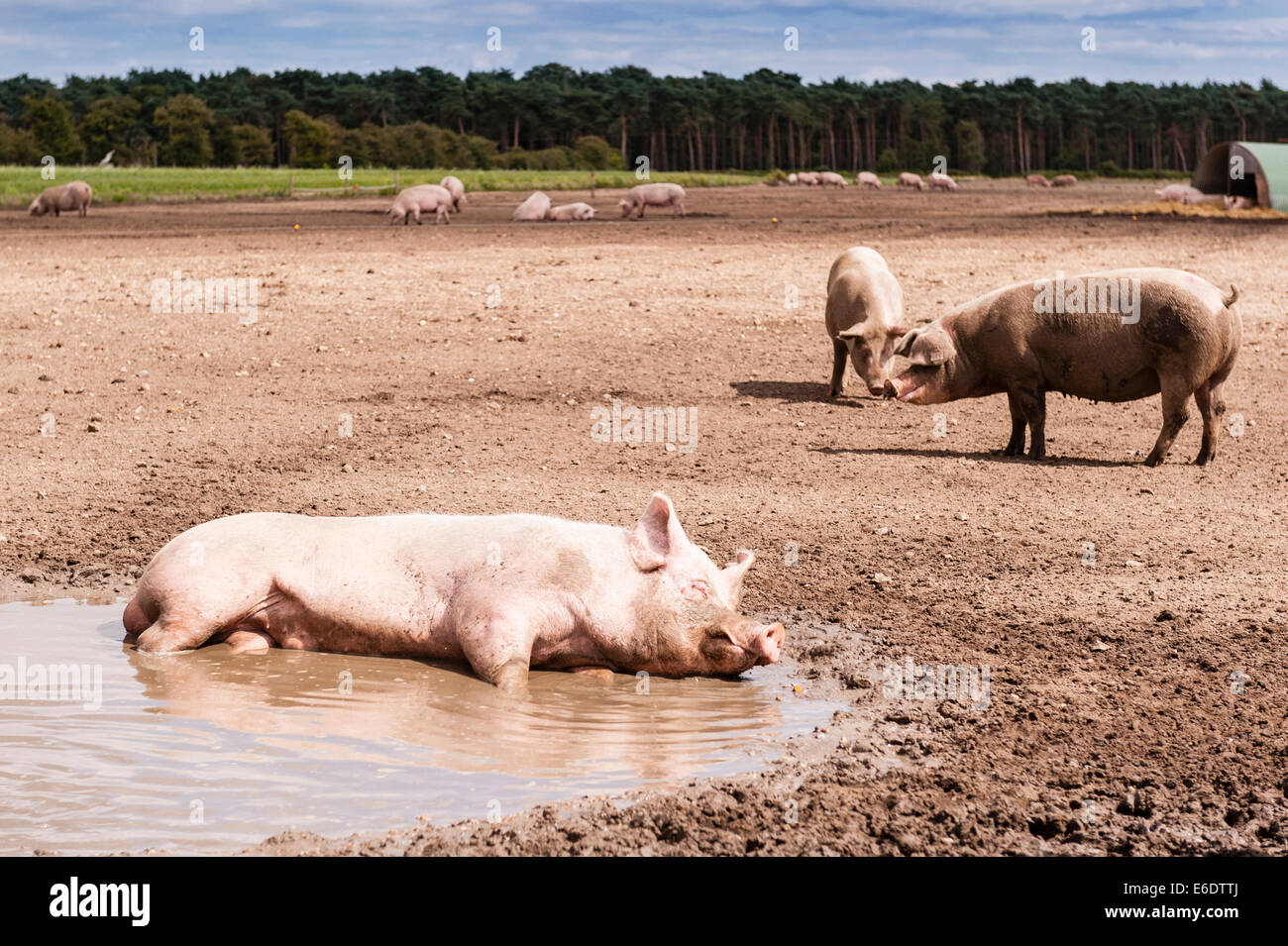 Einige Schweine suhlen im Schlamm in einem Feld in der Bucht Hithe, Suffolk, England, Großbritannien, Uk Stockfoto