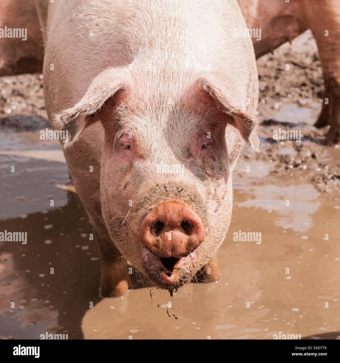 Ein Schwein suhlen im Schlamm in einem Feld in der Bucht Hithe, Suffolk, England, Großbritannien, Uk Stockfoto