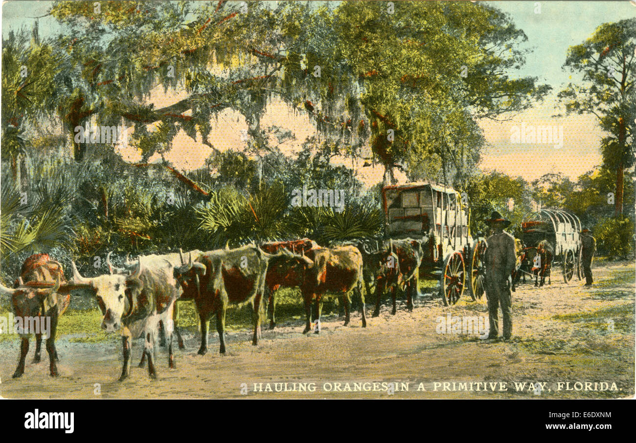 Afrikanisch-amerikanischer Mann mit Ochsen gezogenen Wagen auf Orange Plantage, Florida, USA, "Schleppen Orangen auf Primitive Weise - Florida", Stockfoto