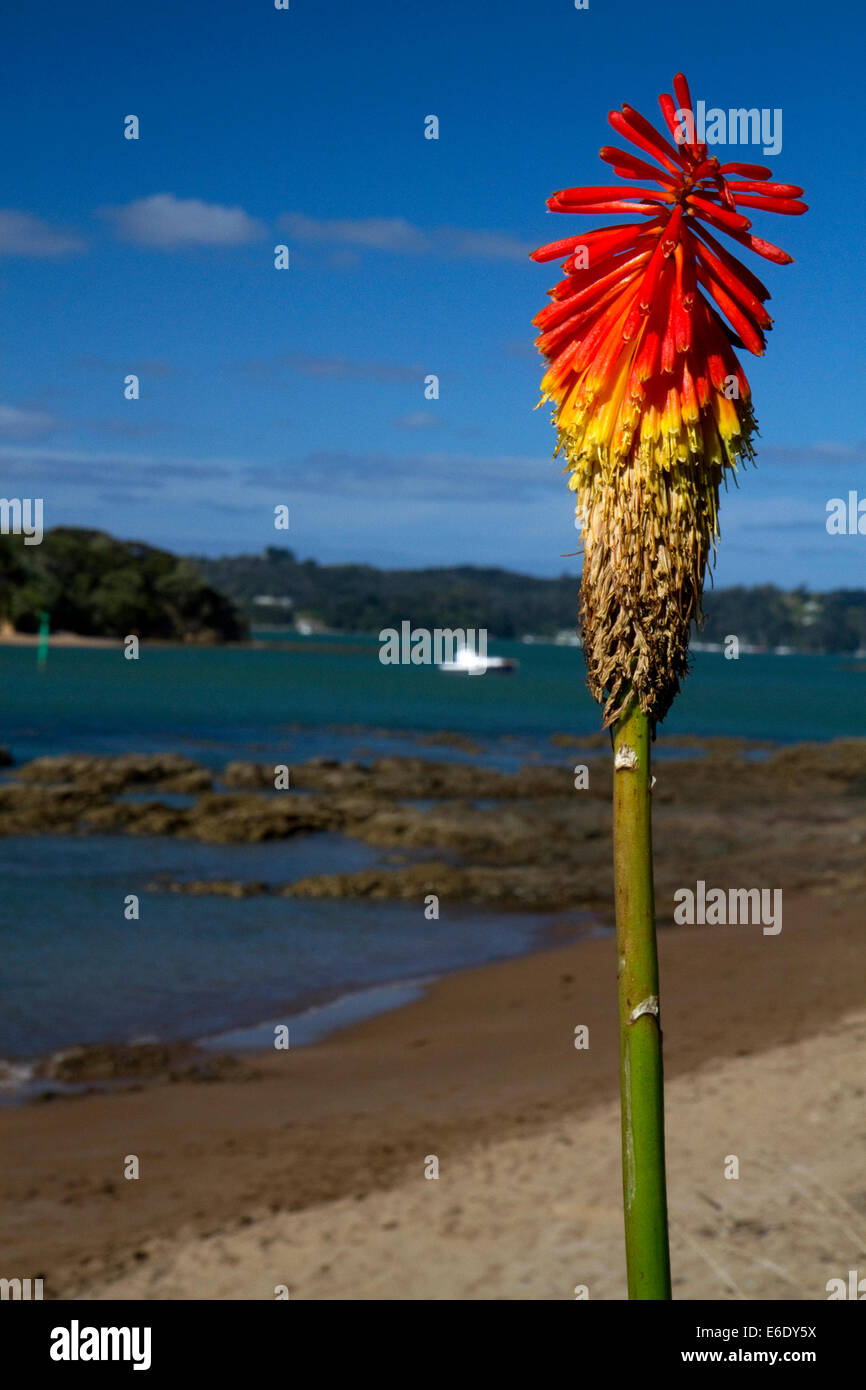 Tritoma oder Fackel Lilie in Bay of Islands an der Stadt von Paihia, Nordinsel, Neuseeland. Stockfoto