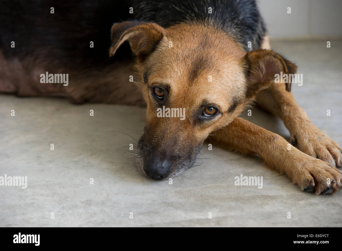 Ein Hund sieht traurig, während er sein Kinn in der Erde ruht. Stockfoto