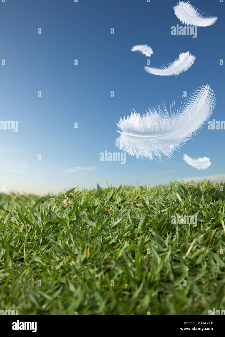 weiße Federn auf dem grünen Rasen herunterfallen Stockfoto