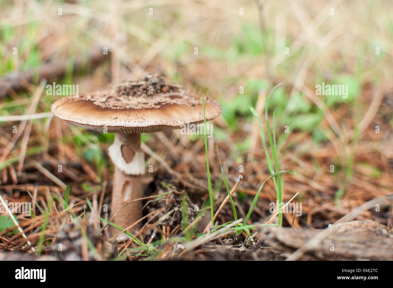 Herbst-Pilz Stockfoto