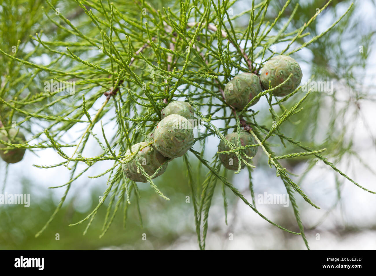 Teich-Cypress Zapfen und Blätter (Taxodium Ascendens) Stockfoto