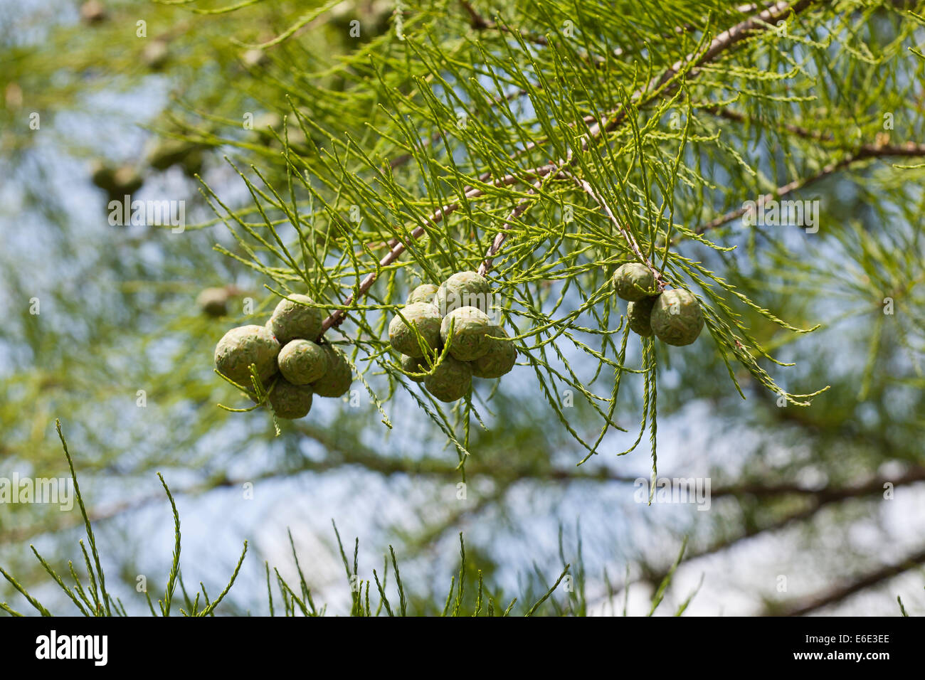 Teich-Cypress Zapfen und Blätter (Taxodium Ascendens) Stockfoto