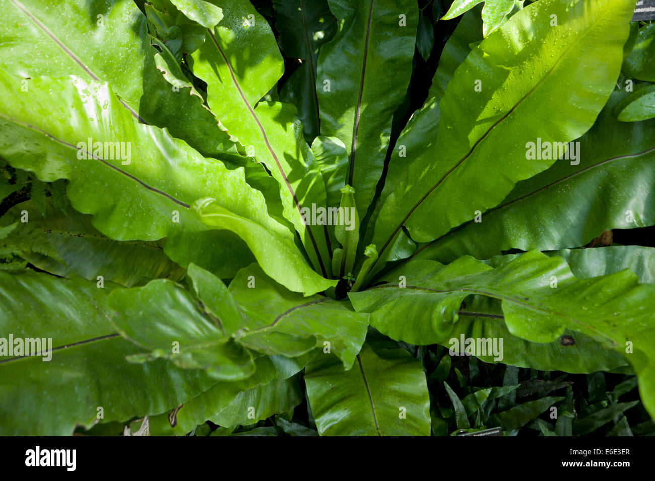 Krähennest Farn (Asplenium Australasicum) Stockfoto