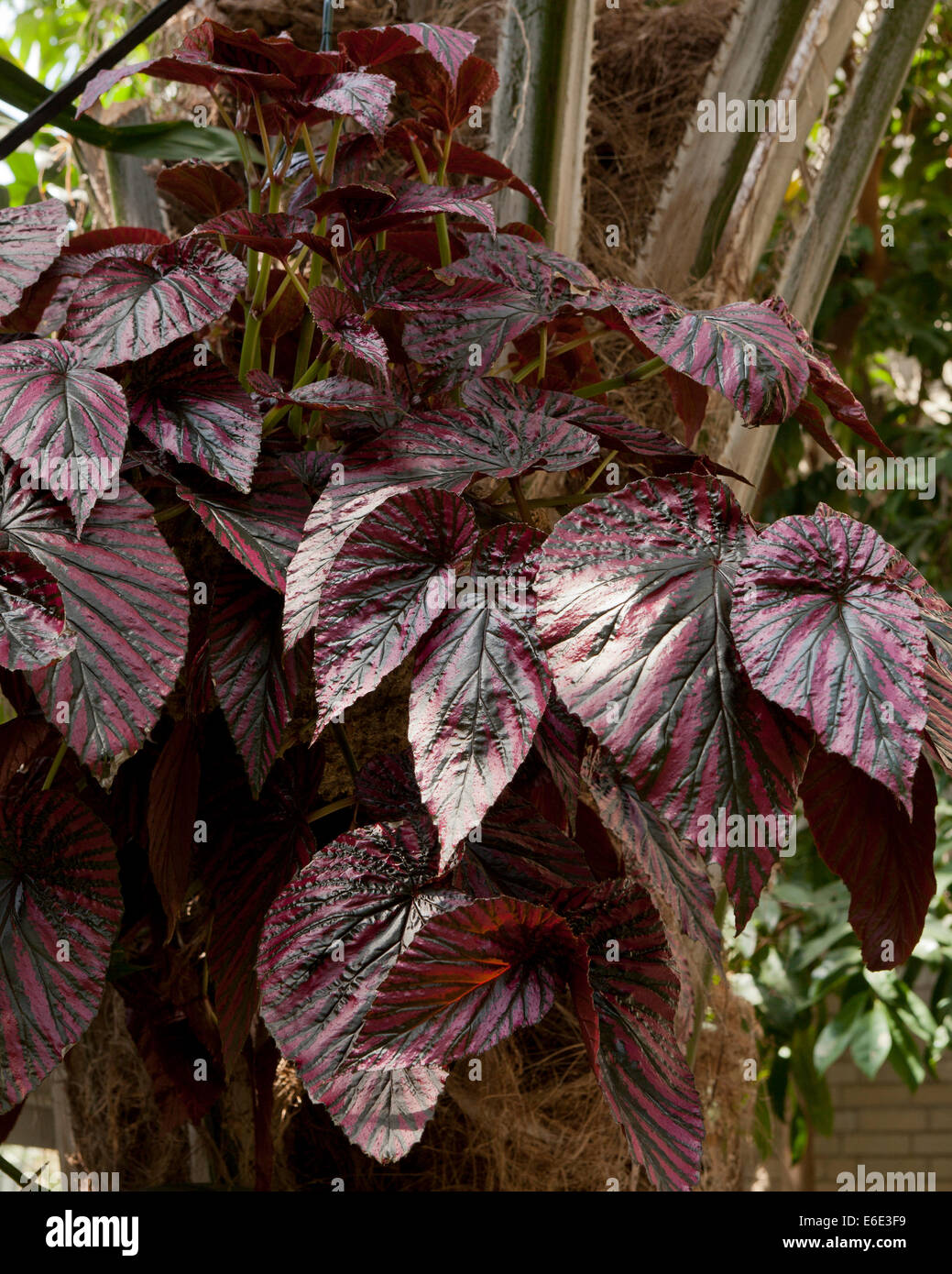 Begonie Exotica in Papua Neuguinea heimisch Stockfoto