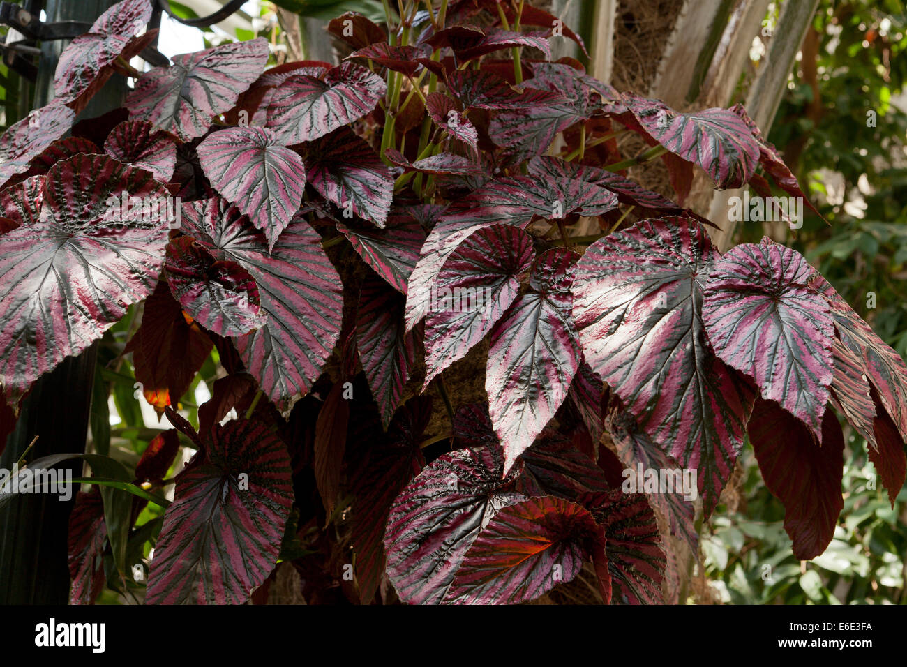 Begonie Exotica in Papua Neuguinea heimisch Stockfoto