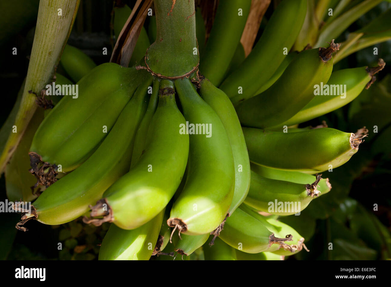 Banane-Haufen auf Baum Stockfoto