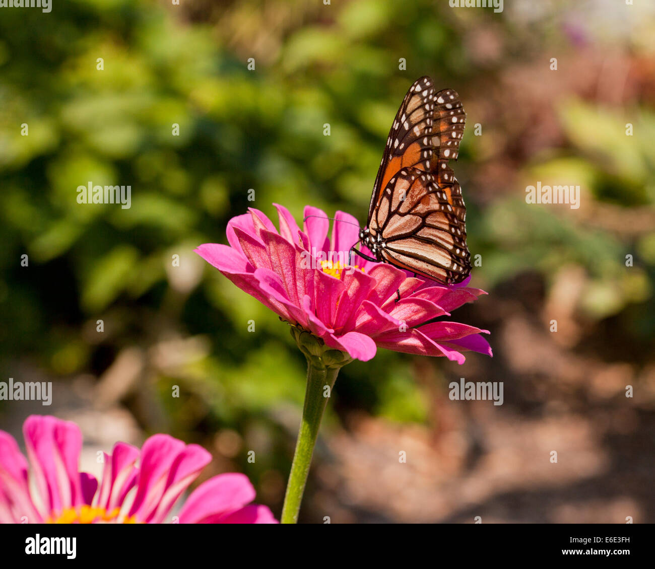 Weibliche Monarchfalter (Danaus Plexippus) sitzen auf rosa Gänseblümchen Blume - USA Stockfoto
