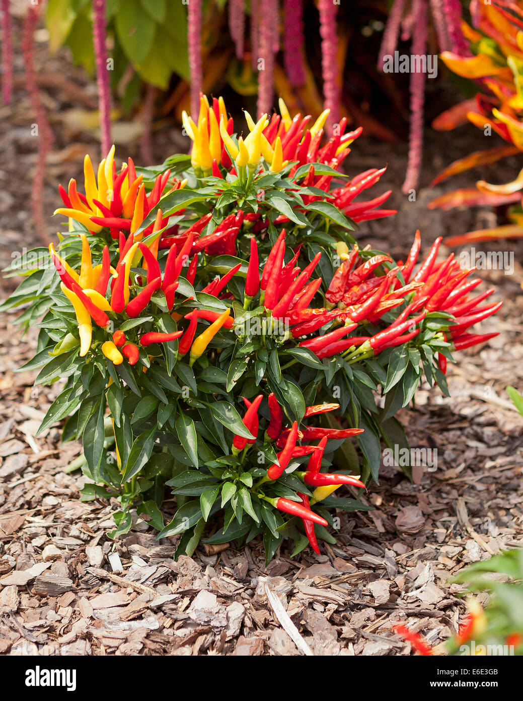 Kühl Chili (Capsicum Annuum) ornamentalen Pfefferpflanze - USA Stockfoto