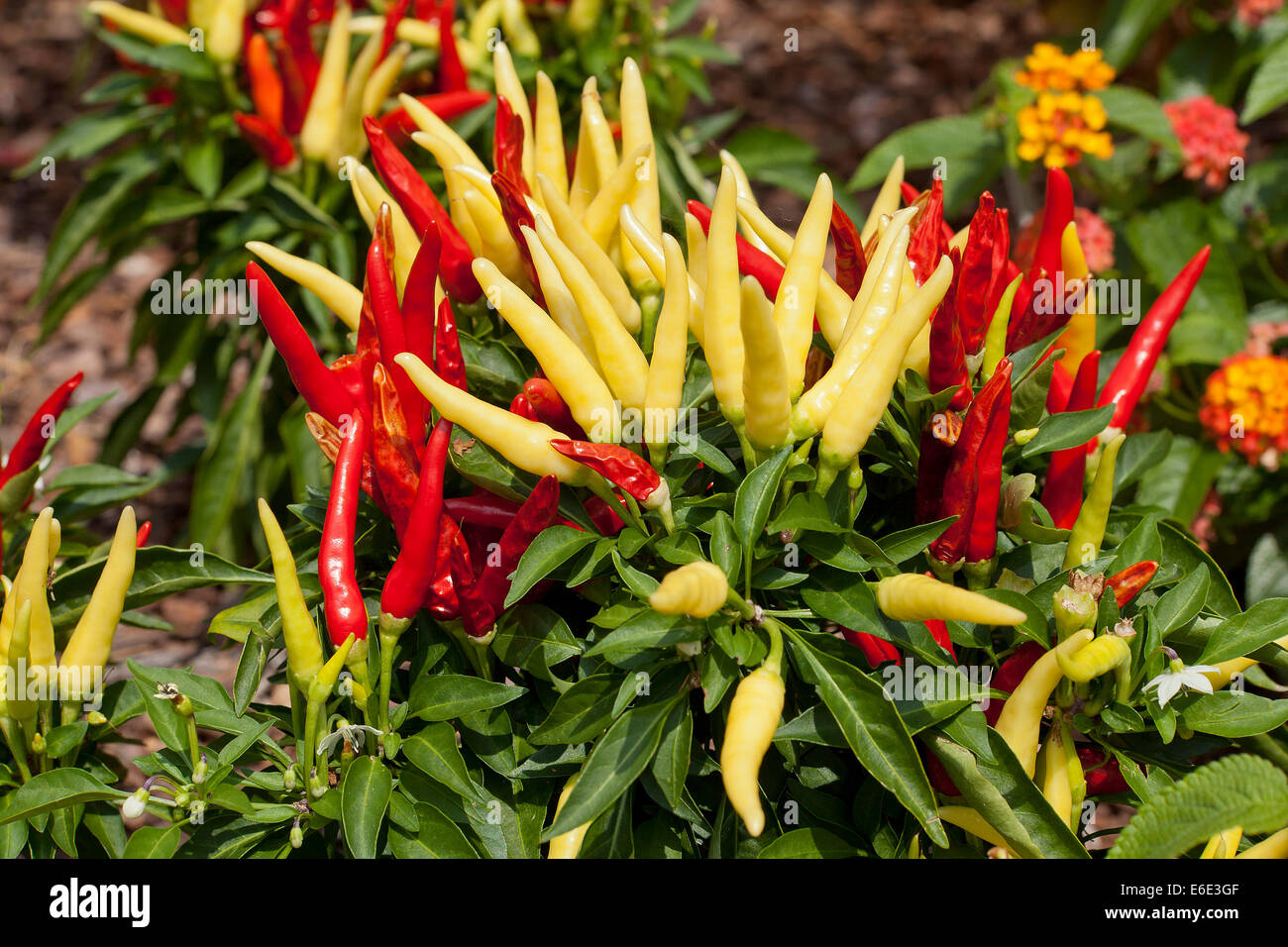 Kühl Chili (Capsicum Annuum) ornamentalen Pfefferpflanze - USA Stockfoto
