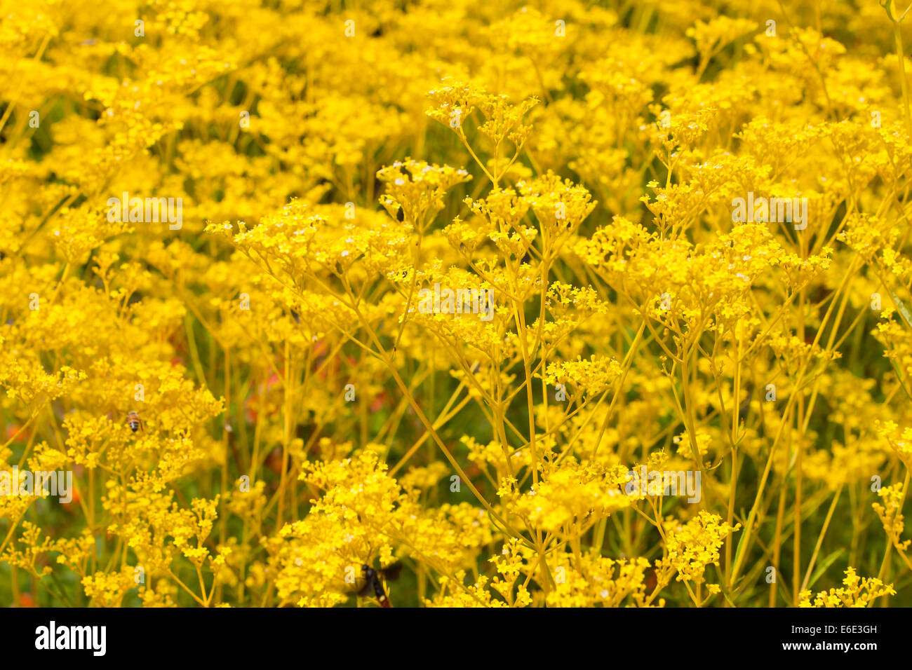 Patrinia Scabiosifolia Blumen Stockfoto