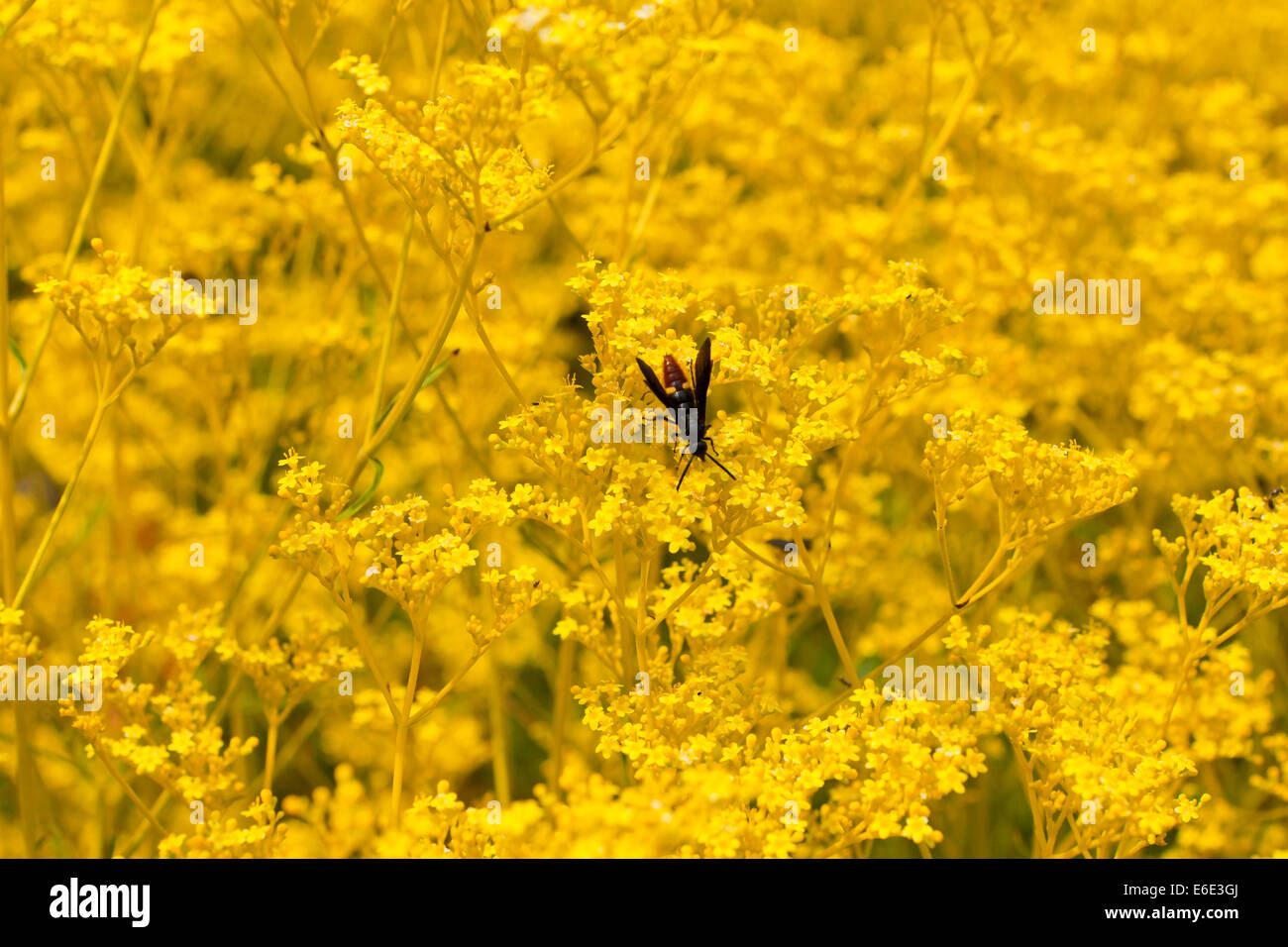 Patrinia Scabiosifolia Blumen Stockfoto
