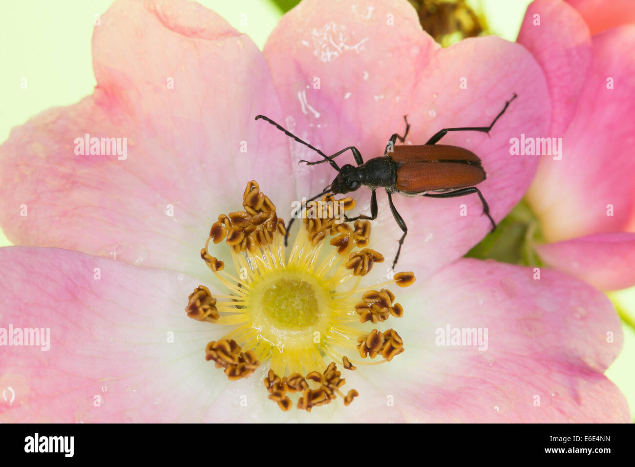 Blutrote Longhorn Beetle, Blutroter Halsbock, Weibchen, Blütenbesuch, Anastrangalia Sanguinolenta, Leptura sanguinolenta Stockfoto
