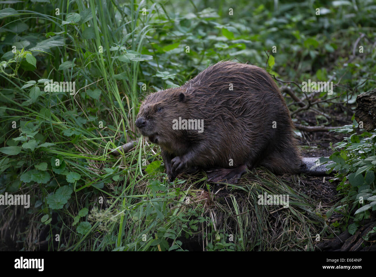 Eurasische Biber, europäische Biber, Biber, Europäischer Biber, Altwelt-Biber, Biber, Castor Fiber, Castor Europatages Stockfoto