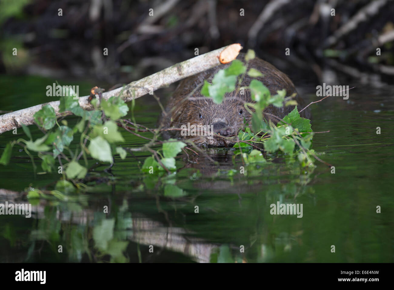Eurasische Biber, europäische Biber, Biber, Europäischer Biber, Altwelt-Biber, Biber, Castor Fiber, Castor Europatages Stockfoto