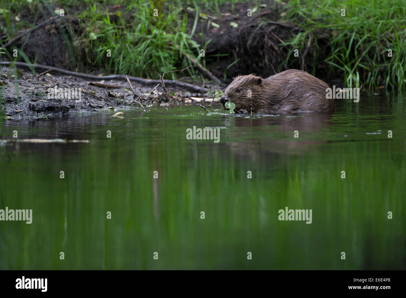 Eurasische Biber, europäische Biber, Biber, Europäischer Biber, Altwelt-Biber, Biber, Castor Fiber, Castor Europatages Stockfoto