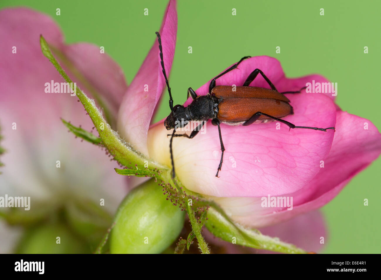 Blutrote Longhorn Beetle, Blutroter Halsbock, Weibchen, Blütenbesuch, Anastrangalia Sanguinolenta, Leptura sanguinolenta Stockfoto