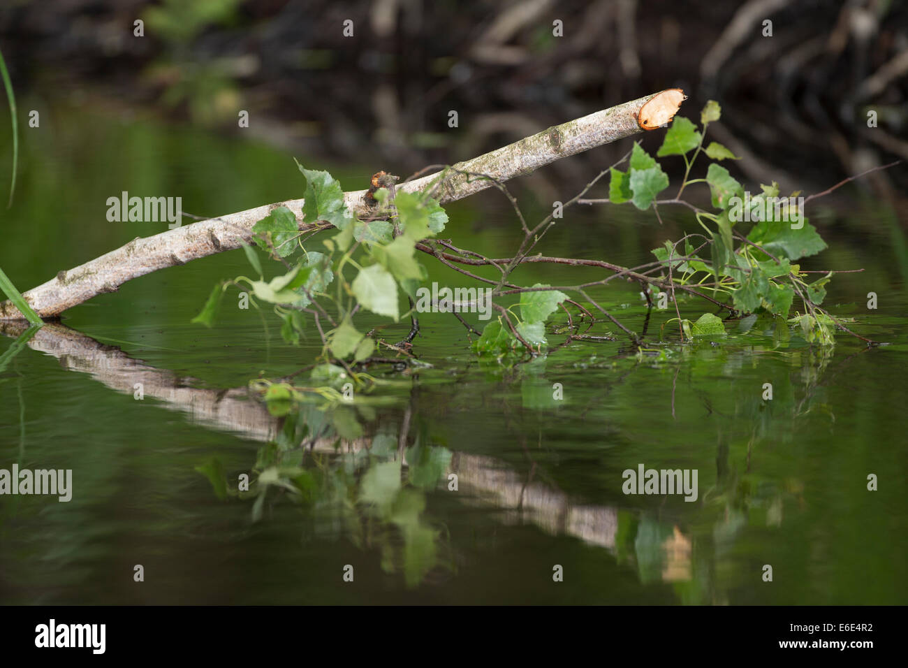 Eurasische Biber, europäische Biber, Biber, Ernährungs-Spur, Europäischer Biber, Altwelt-Biber, Biber Castor Fiber Fraßspur Stockfoto