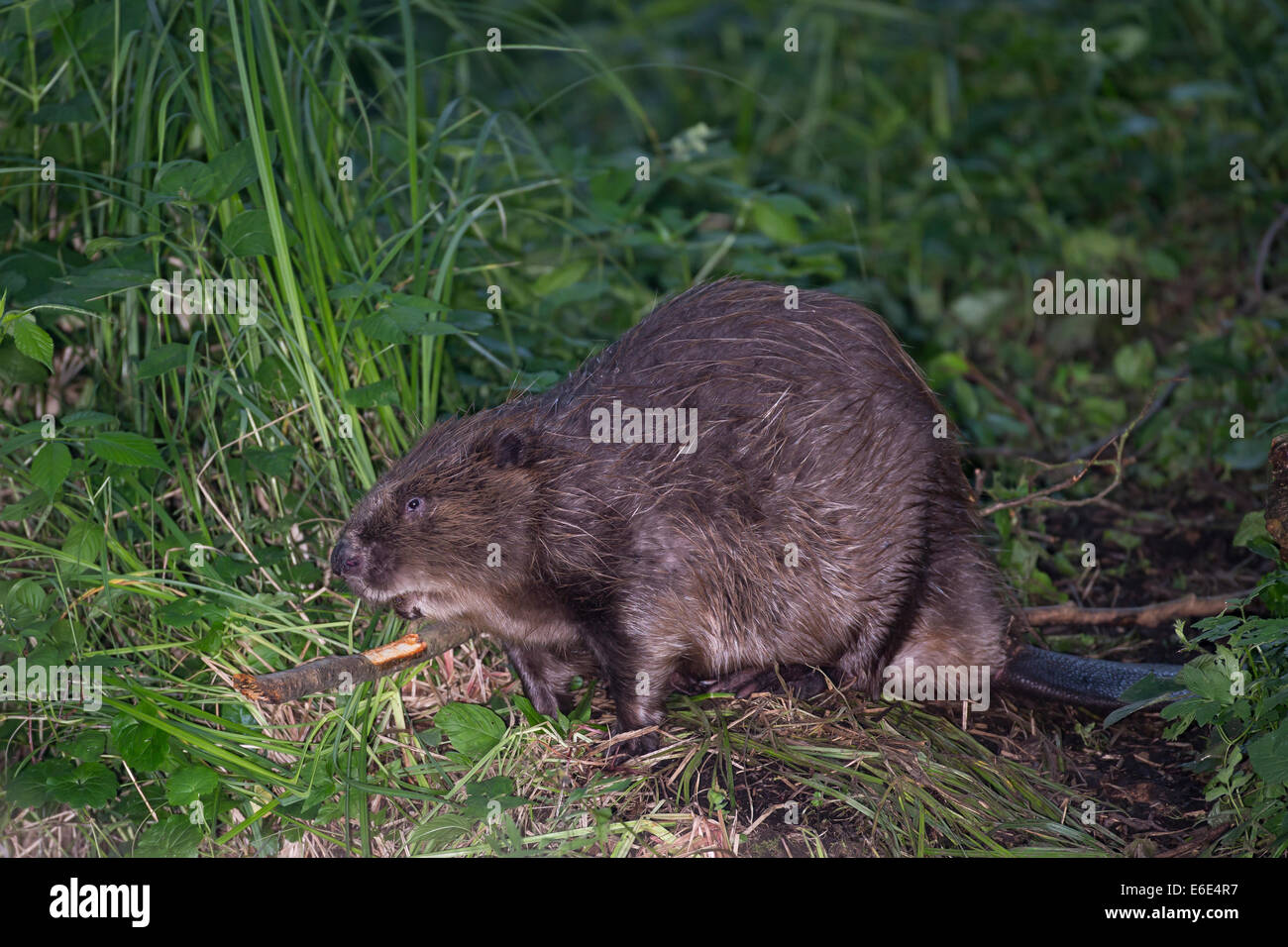 Eurasische Biber, europäische Biber, Biber, Europäischer Biber, Altwelt-Biber, Biber, Castor Fiber, Castor Europatages Stockfoto