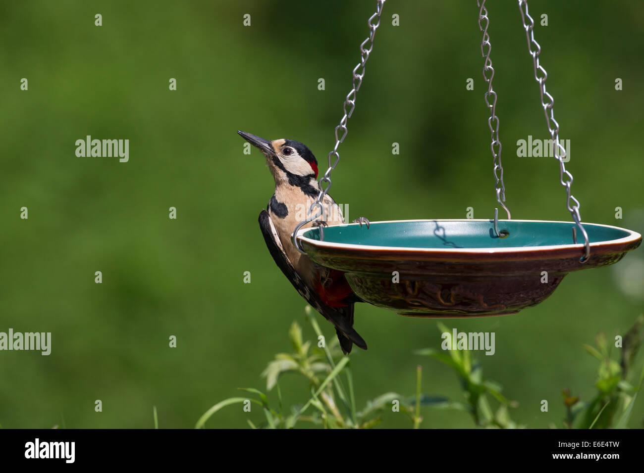 Buntspecht, Vogeltränke, Tränke, Buntspecht, Vogeltränke, Tränke, Trinknapf, Wasser, Dendrocopos großen Stockfoto