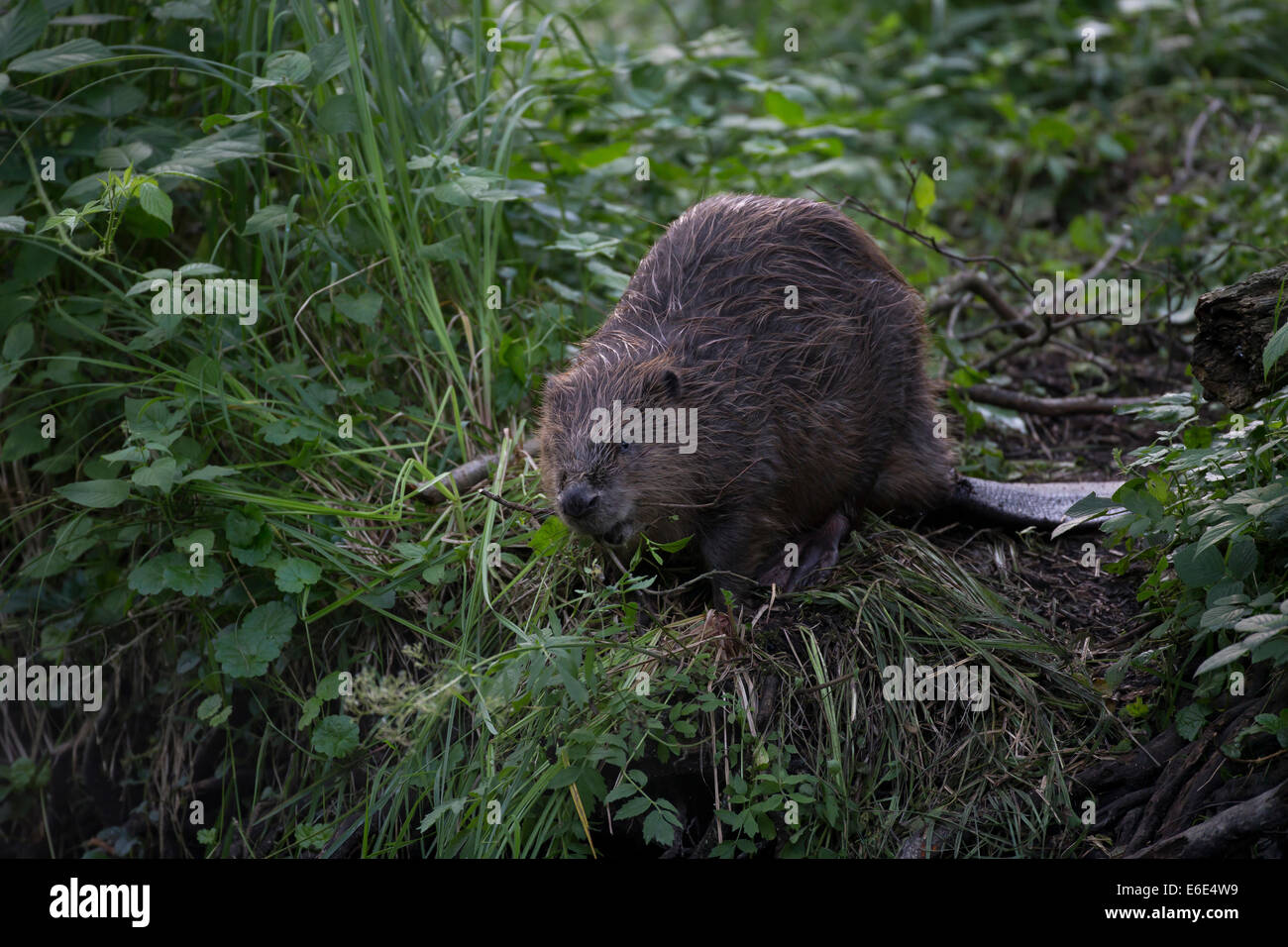 Eurasische Biber, europäische Biber, Biber, Europäischer Biber, Altwelt-Biber, Biber, Castor Fiber, Castor Europatages Stockfoto