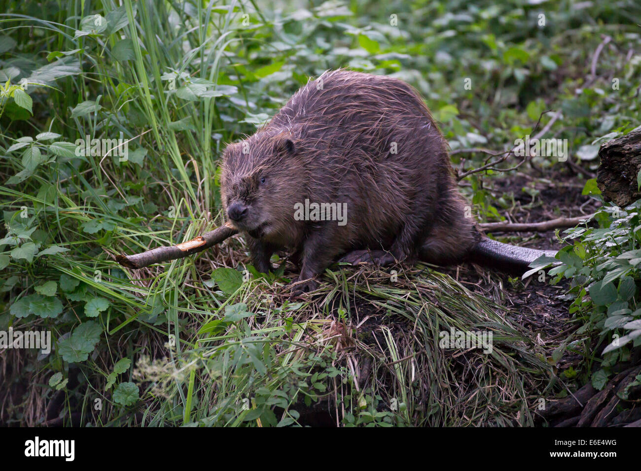 Eurasische Biber, europäische Biber, Biber, Europäischer Biber, Altwelt-Biber, Biber, Castor Fiber, Castor Europatages Stockfoto