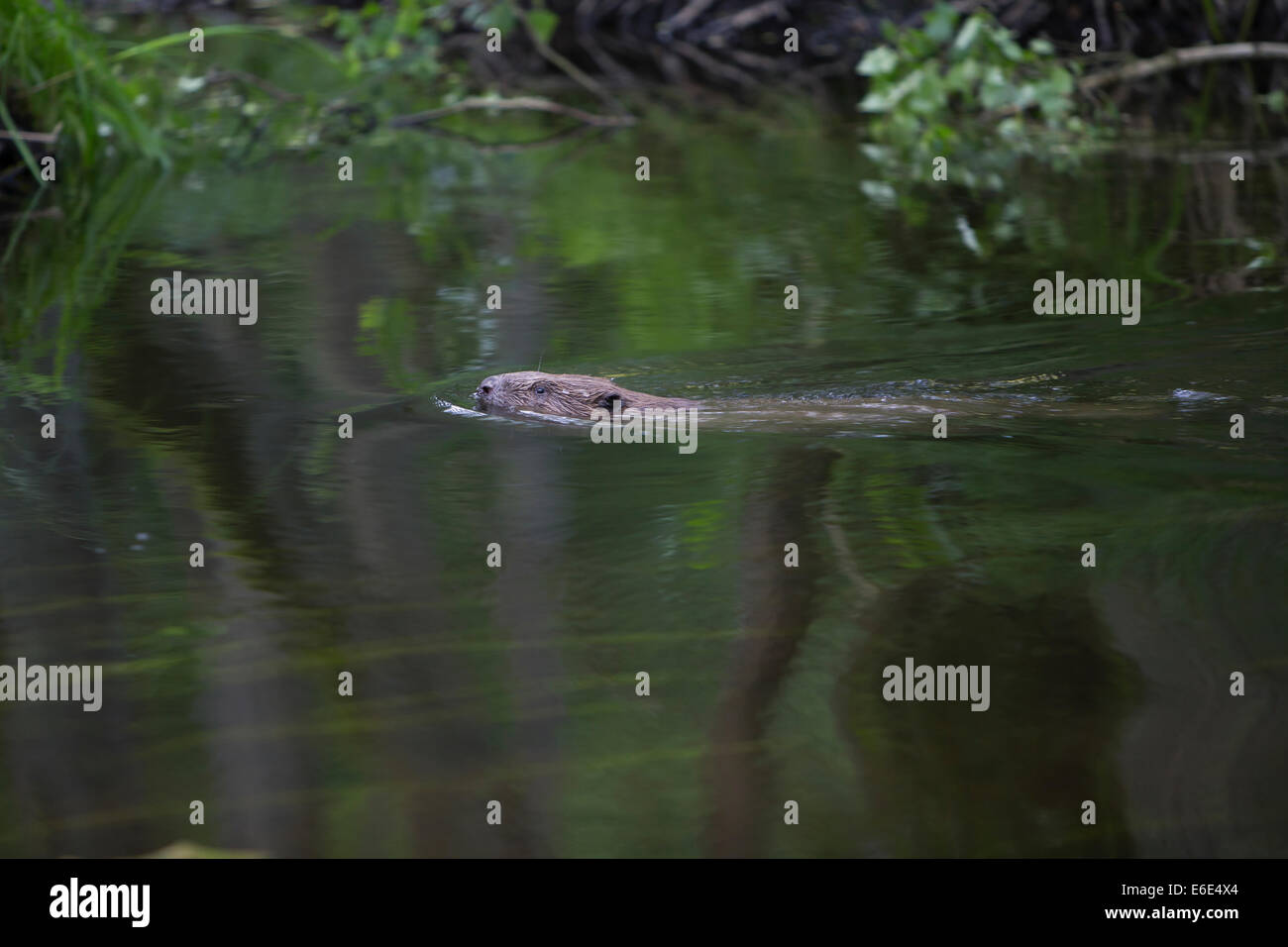 Eurasische Biber, europäische Biber, Biber, Europäischer Biber, Altwelt-Biber, Biber, Castor Fiber, Castor Europatages Stockfoto