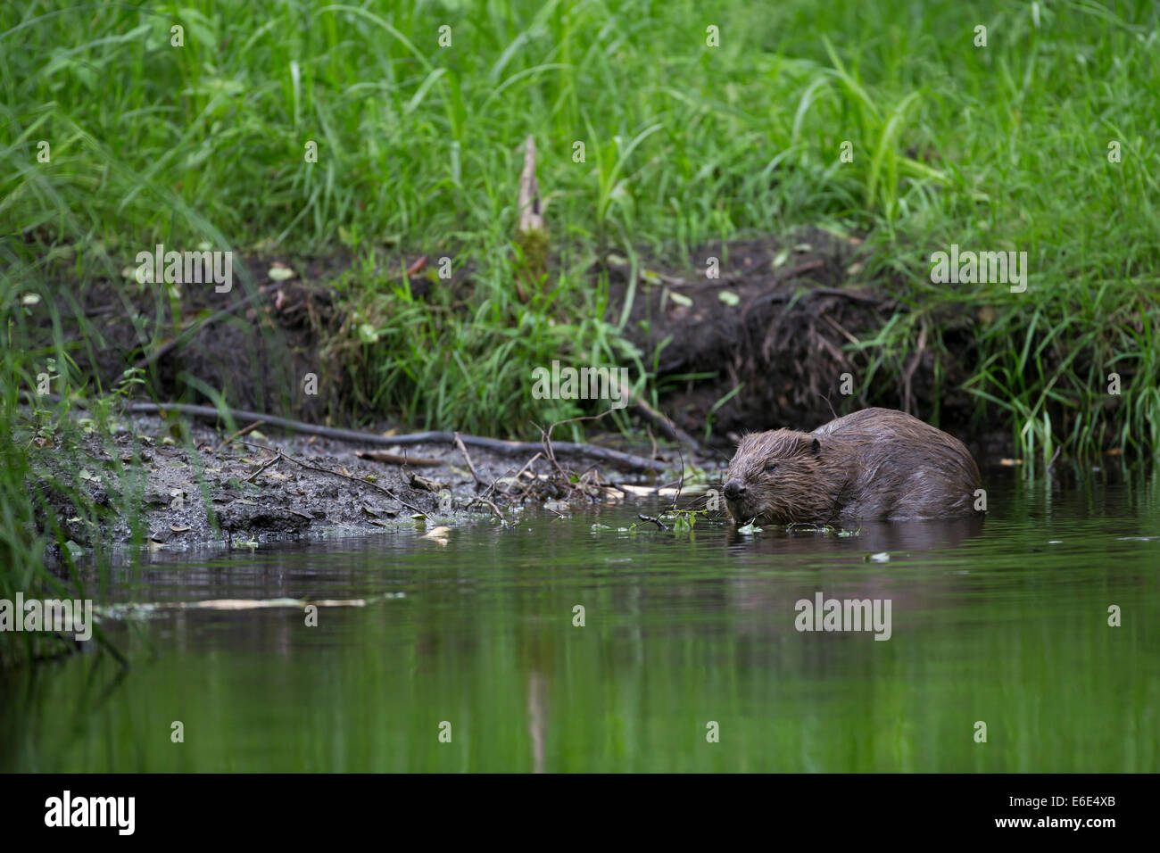 Eurasische Biber, europäische Biber, Biber, Europäischer Biber, Altwelt-Biber, Biber, Castor Fiber, Castor Europatages Stockfoto