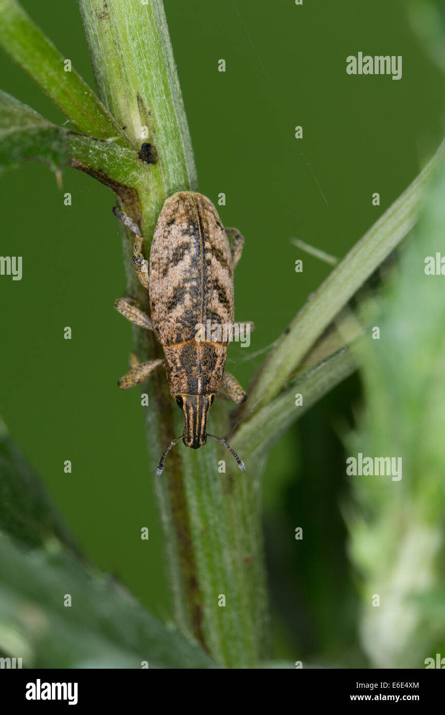 Träge Rüsselkäfer, große Distel Rüsselkäfer, Distelgallenrüssler, Distel-Gallenrüssler, Cleonis Pigra, Cleonus Pigra, Cleonus Piger Stockfoto