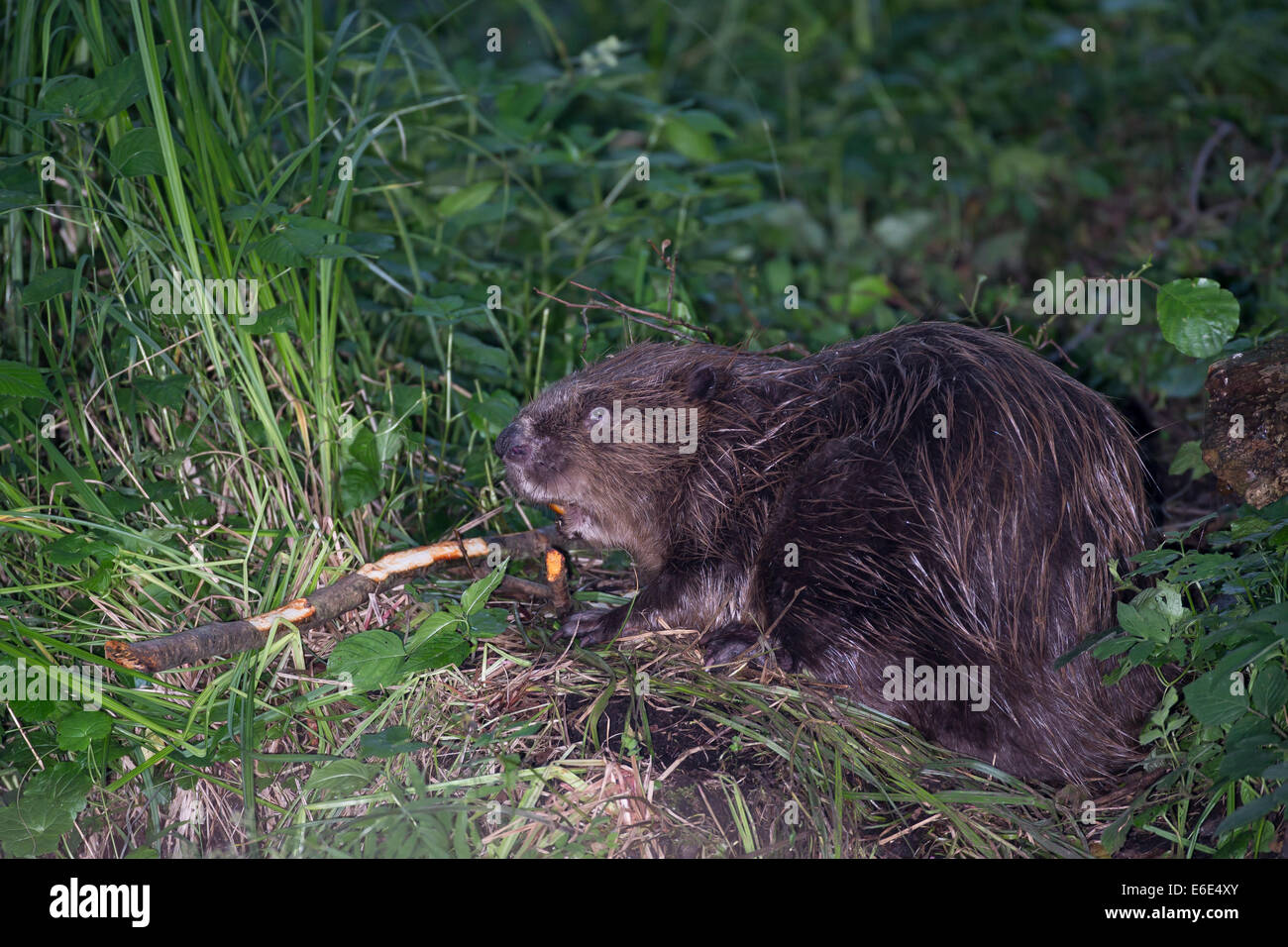 Eurasische Biber, europäische Biber, Biber, Europäischer Biber, Altwelt-Biber, Biber, Castor Fiber, Castor Europatages Stockfoto