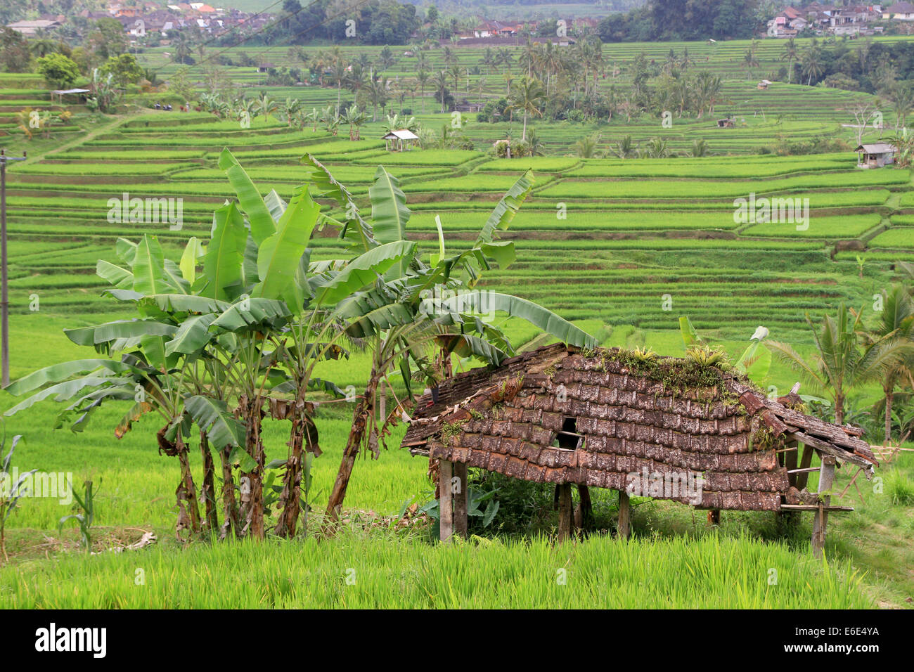 Reisfelder, Anbau von Reis, Reis Terrassen, Bali, Indonesien Stockfoto