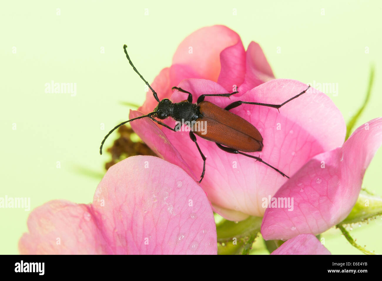 Blutrote Longhorn Beetle, Blutroter Halsbock, Weibchen, Blütenbesuch, Anastrangalia Sanguinolenta, Leptura sanguinolenta Stockfoto