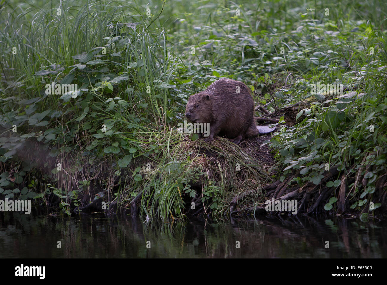 Eurasische Biber, europäische Biber, Biber, Europäischer Biber, Altwelt-Biber, Biber, Castor Fiber, Castor Europatages Stockfoto