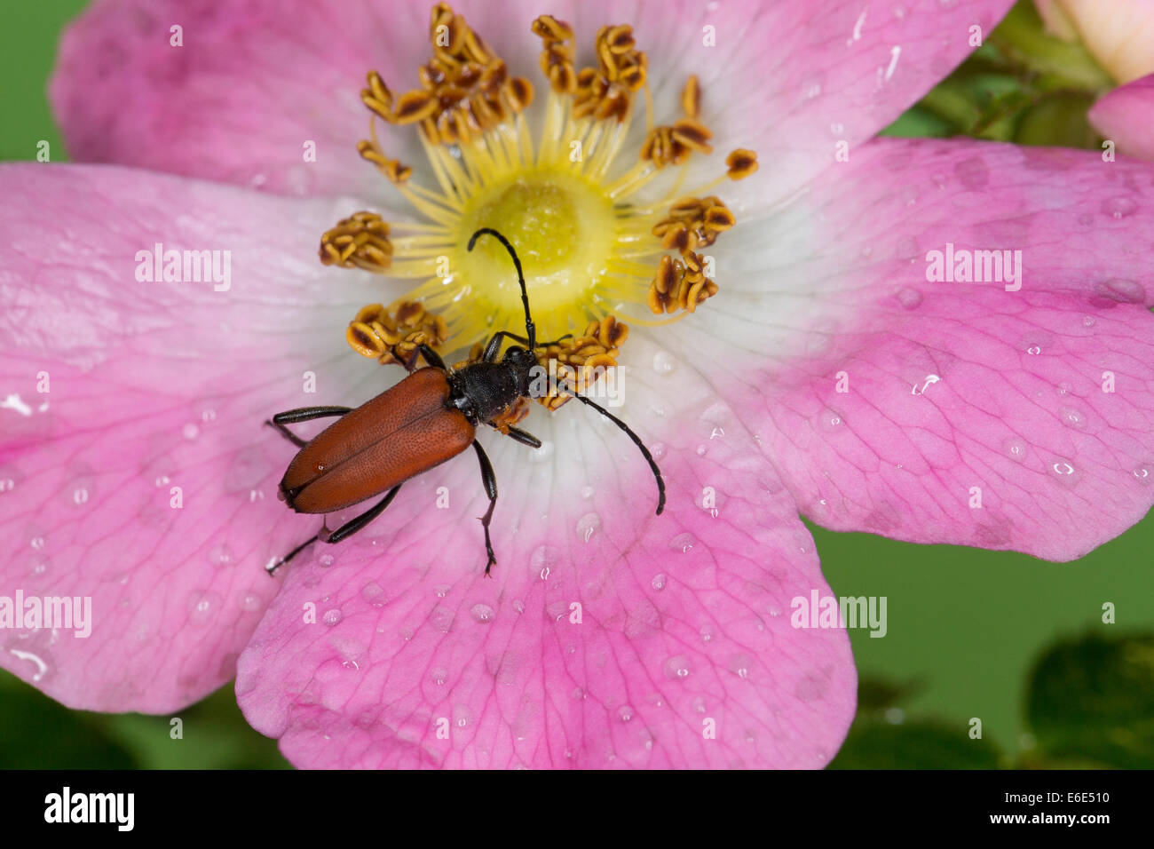 Blutrote Longhorn Beetle, Blutroter Halsbock, Weibchen, Blütenbesuch, Anastrangalia Sanguinolenta, Leptura sanguinolenta Stockfoto