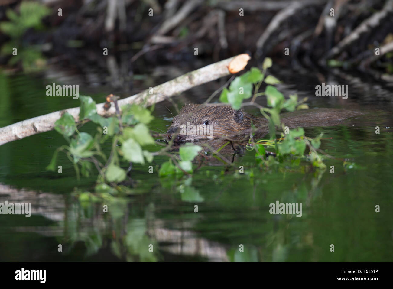 Eurasische Biber, europäische Biber, Biber, Europäischer Biber, Altwelt-Biber, Biber, Castor Fiber, Castor Europatages Stockfoto