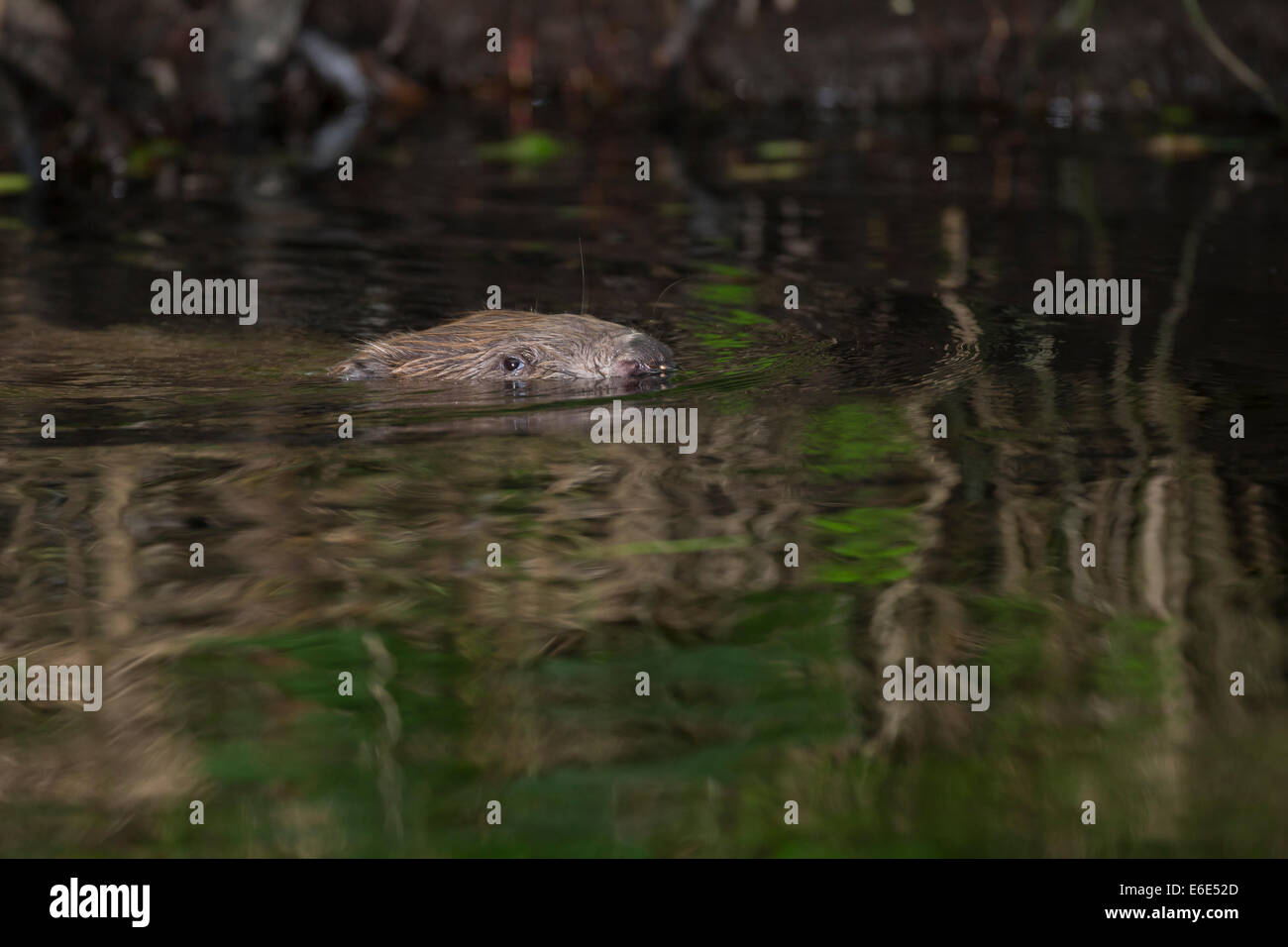 Eurasische Biber, europäische Biber, Biber, Europäischer Biber, Altwelt-Biber, Biber, Castor Fiber, Castor Europatages Stockfoto