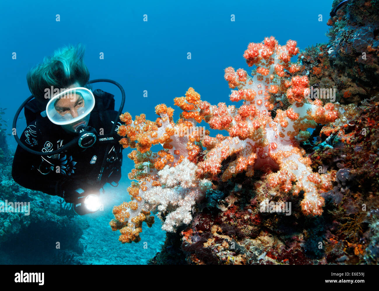 Scuba Diver betrachten Klunzinger Weichkorallen (Dendronephthya Klunzingeri) an einem Korallenriff, Embudu Channel, Indischer Ozean Stockfoto