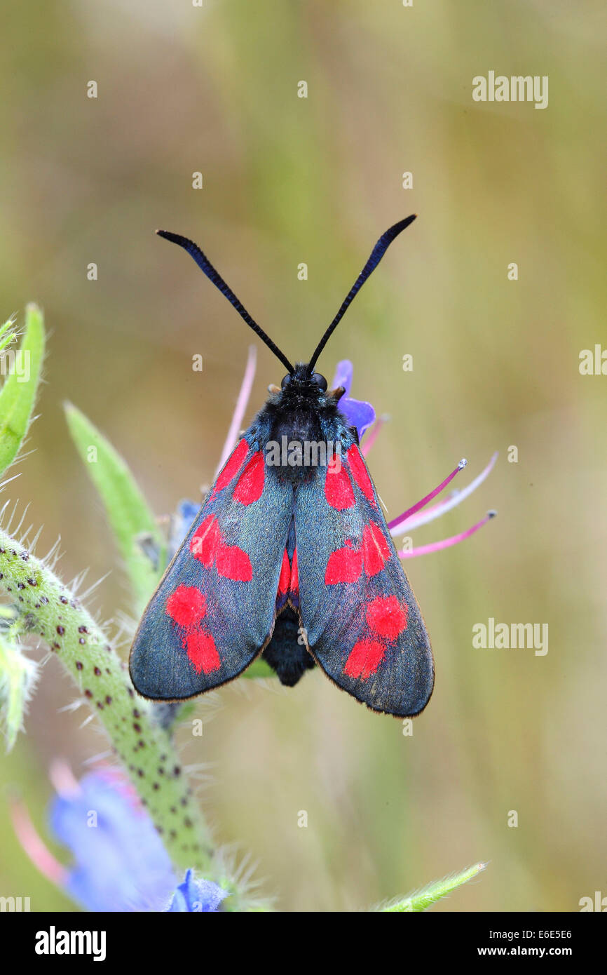 Sechs-Spot Burnet (Zygaena Filipendulae, Anthrocera Filipendulae), auf einer Viper's Bugloss (Echium Vulgare), North Rhine-Westphalia Stockfoto