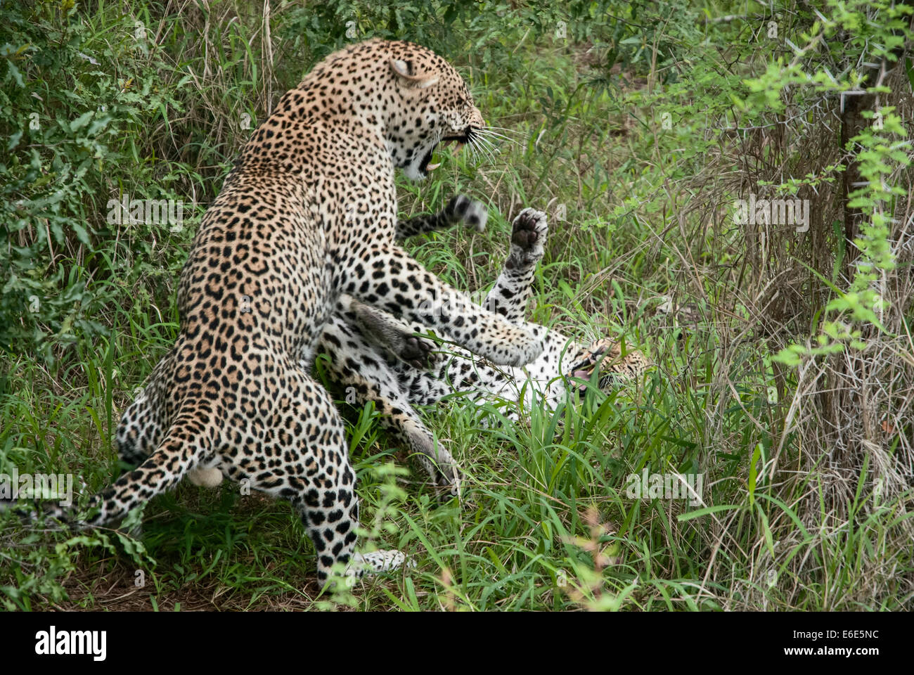 Leoparden (Panthera Pardus), Männchen und Weibchen nach der Paarung, Südafrika kämpfen Stockfoto