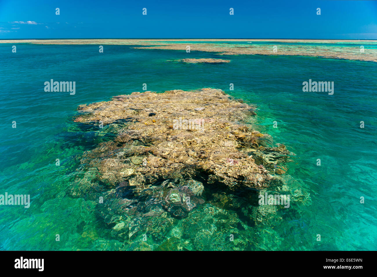 Riesige Korallen, UNESCO World Heritage Site, Great Barrier Reef, Queensland, Australien Stockfoto