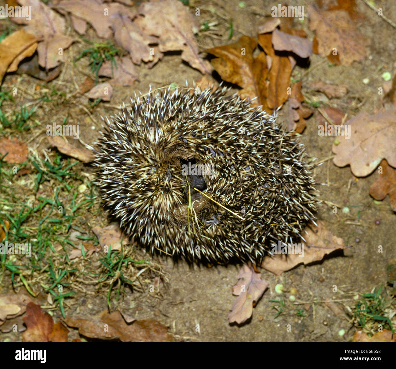 Igel - Erinaceus europaeus Stockfoto