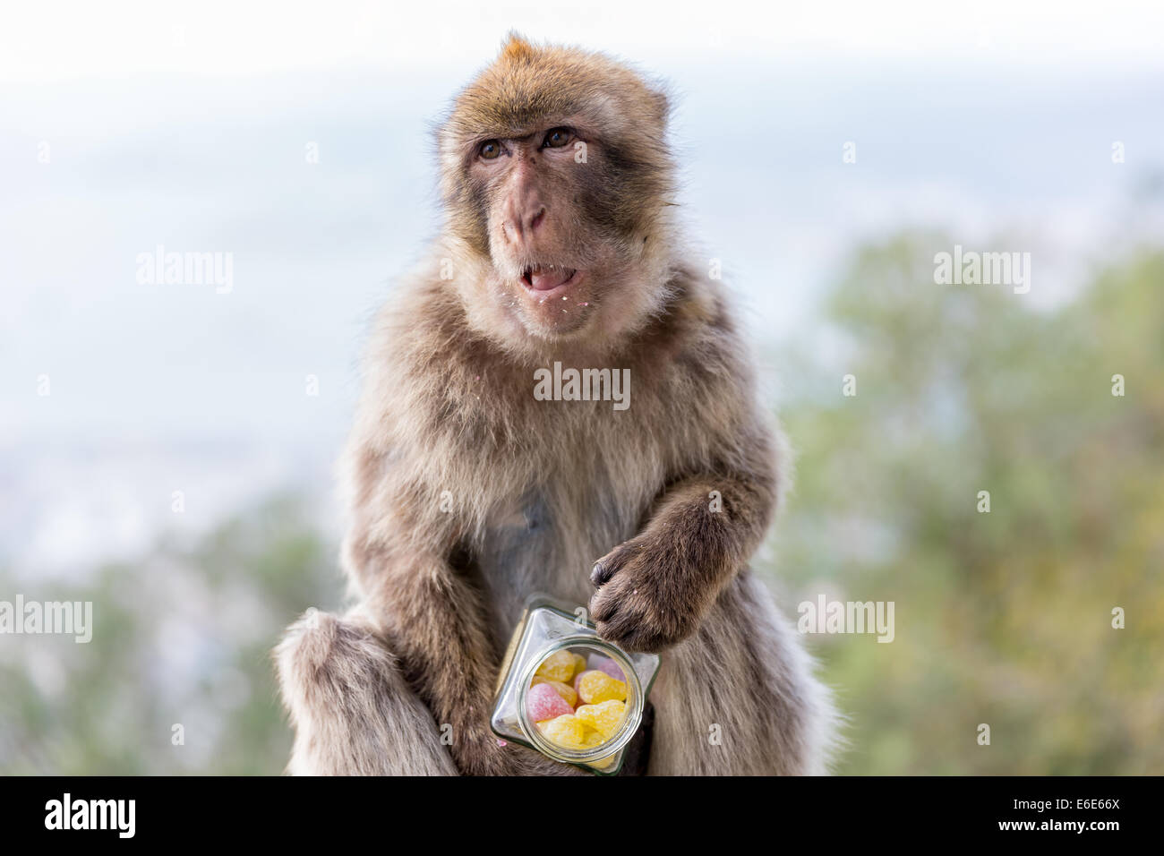 Affe genießen gestohlene Süßigkeiten auf den Felsen von Gibraltar Stockfoto